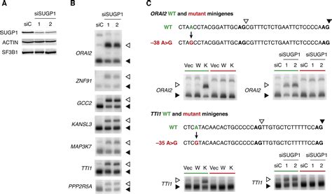 Disease Causing Mutations In Sf3b1 Alter Splicing By Disrupting