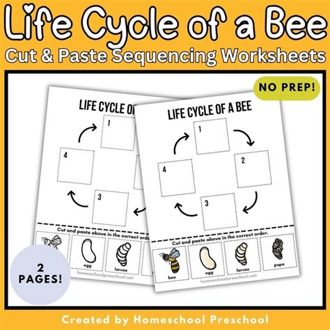 Life Cycle of a Bee Worksheet