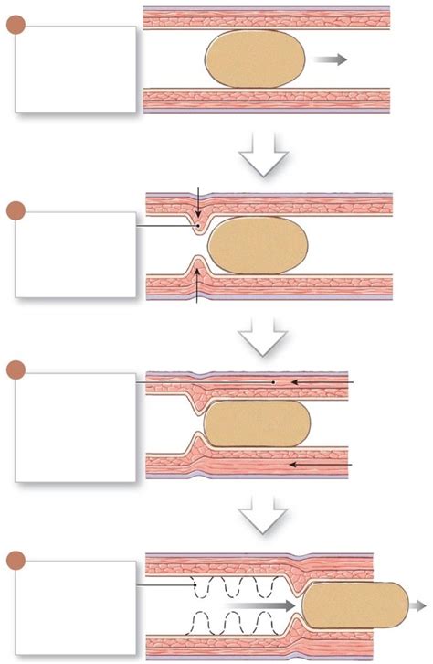 Peristalsis Diagram Quizlet