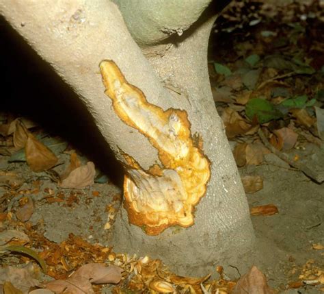 Collar Rot Phytophthora Citricola Internal Staining On Tree 2