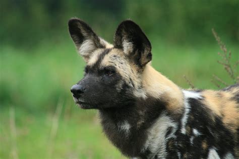 African Wild Dog wallpaper | 2000x1333 | #57991