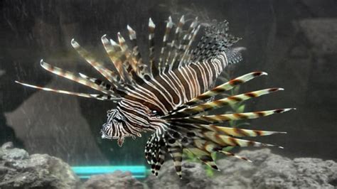 How To Win Up To 5k Catching Invasive Lionfish This Summer