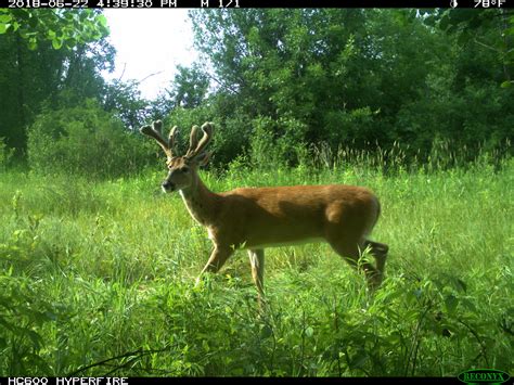 Mixed clover food plots for deer « Habitat Planning Resource