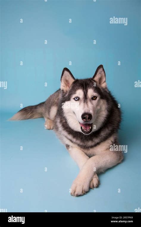 A Siberian Husky With Different Color Eyes Lays On A Blue Background