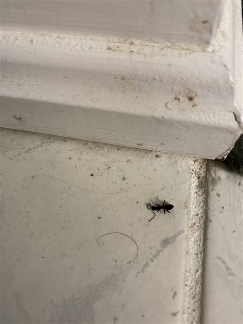 How to deal with Ants in second floor? - RedFlagDeals.com Forums