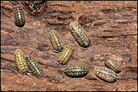 Armadillidium Versicolor Slovenia Armadillidium Soorten