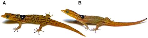 Live Specimens Of Sphaerodactylus G Guarionex From Barceloneta Puerto