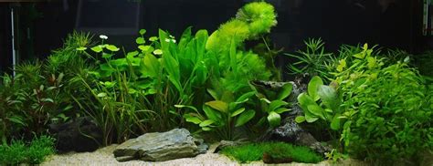 10 Low-Light Freshwater Aquarium Plants » Petsoid