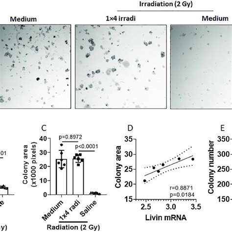 NPC Cell Colony Formation Assay NPC Cells NP69 Cells Were Cultured