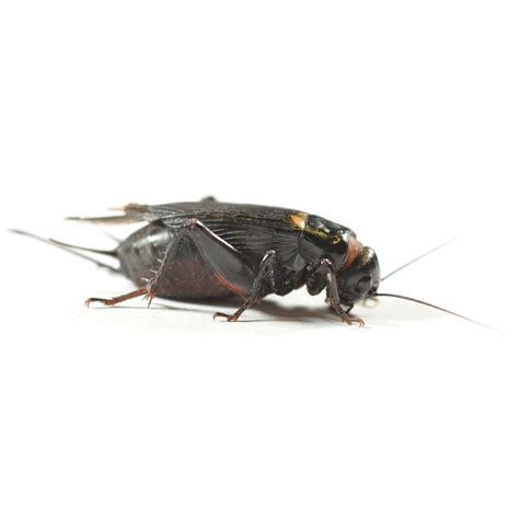 Black Cricket (Gryllus bimaculatus) – Large – Small Exotic Farm