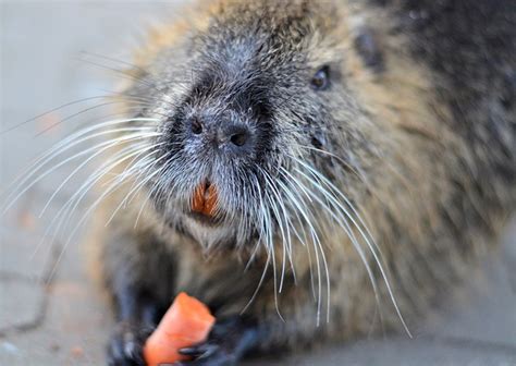 Coypu Nature Nutria - Free photo on Pixabay - Pixabay