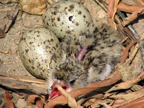 Forest Conservation: Forest Conservation Wwf