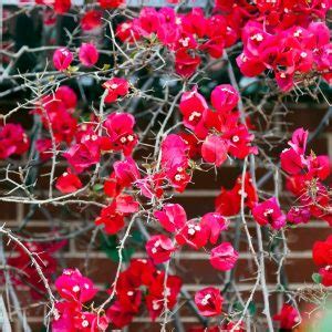 40 Different Types of Bougainvillea - Herbvity