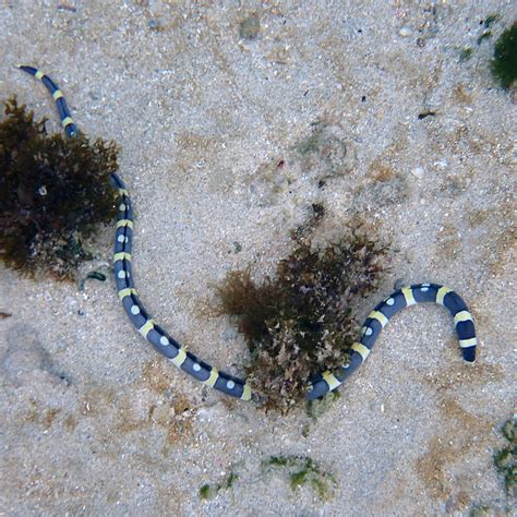 Convict Snake Eel From Emily Bay Kingston Norfolk Island On June