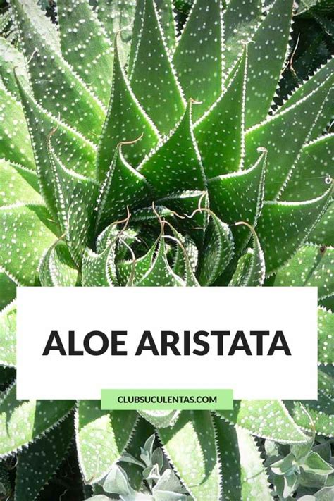 Aloe Aristata ¡cuidados Y Curiosidades Club Suculentas Succulent