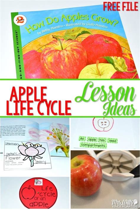 Apple Life Cycle Lesson Ideas Learning About Apples In Kindergarten Is A Tradition This