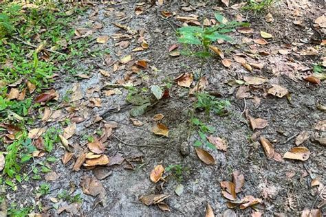 Can You Spot the Venomous Snake Hiding in Plain Sight in This Forest