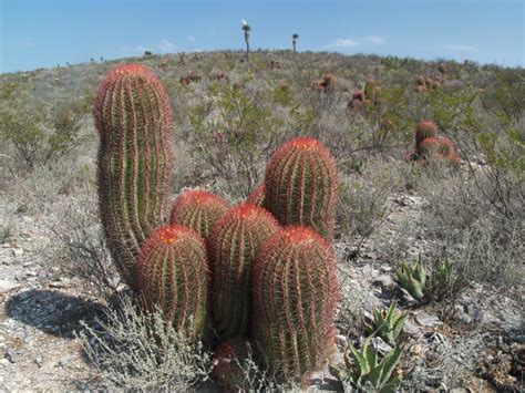 Origen Evoluci N Y Cuidados De Los Cactus