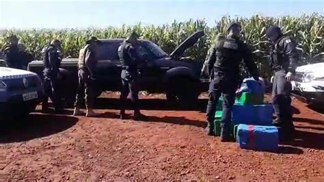 Guarda Muncipal Realiza Grande Apreen O De Maconha Em Estrada Rural Em