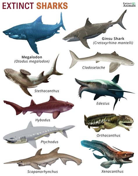 Extinct Sharks Facts List Pictures