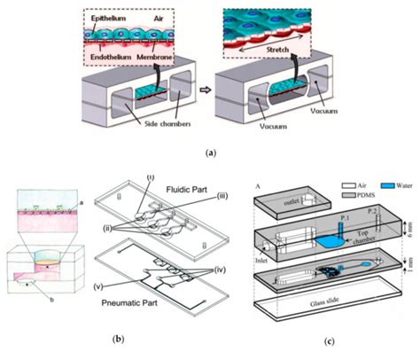 Micromachines Free Full Text Physiological And Disease Models Of