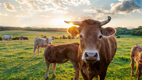 How Ben Jerry S Emphasizes Responsible Dairy Sourcing