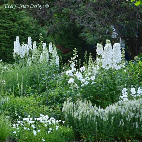 White garden dreams