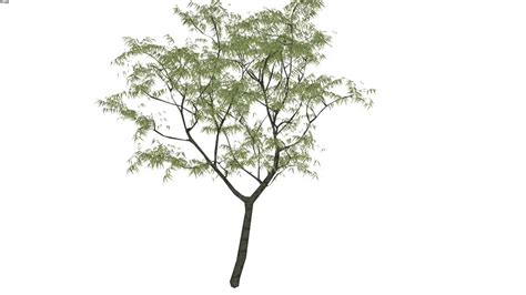 Tree 3d Warehouse