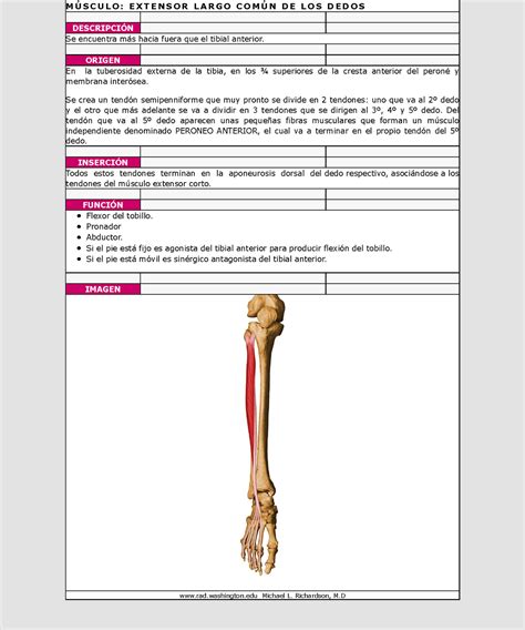 Musculo Extensor Largo Comun De Los Dedos M S C U L O E X T E N S