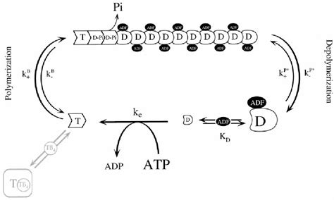 Figure 1 From Synergy Between Actin Depolymerizing Factorcofilin And