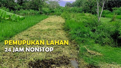 Cara Pemupukan Lahan Rumput Pakchong Gamaumami 24 Jam Non Stop YouTube