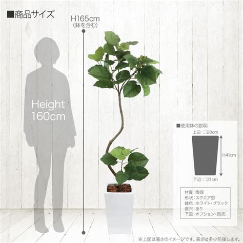 人工観葉植物 フェイクグリーン 大型 フィカス ウンベラータ スパイラル 165cm ツイスト 曲がり こだわり 樹形 鉢植 観葉植物 造花