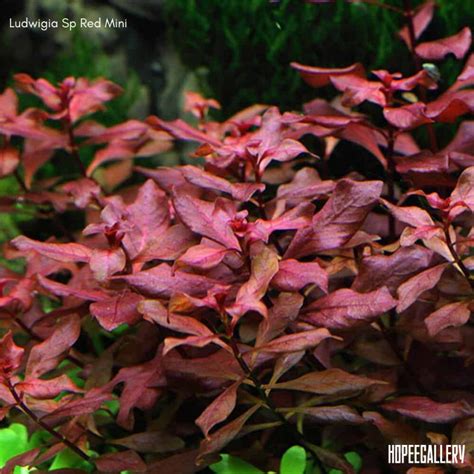 Jual Ludwigia Sp Red Mini 10 Batang Tanaman Aquascape Shopee Indonesia