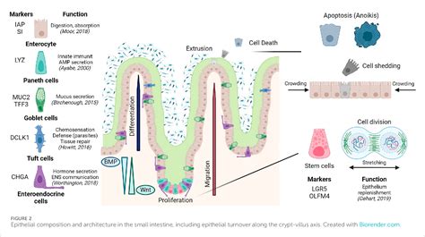 Figure From The Epithelium Takes The Stage In Asthma And Inflammatory