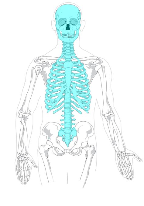 Axial Skeleton Labeled Diagram Quizlet