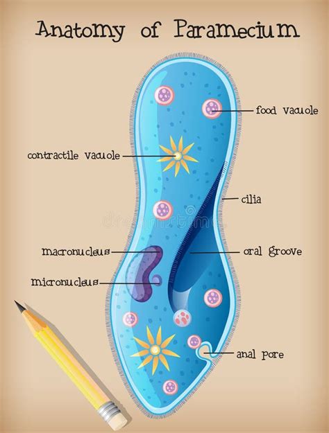 Anatomy Of A Paramecium Vector Stock Vector Illustration Of