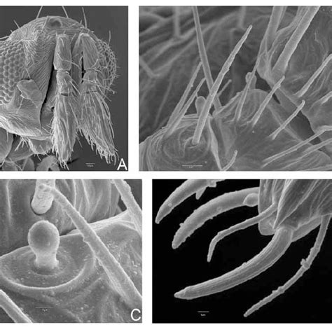 Trichogrammatoidea Annulata A Female Antenna B Flagelliform Setae Download Scientific