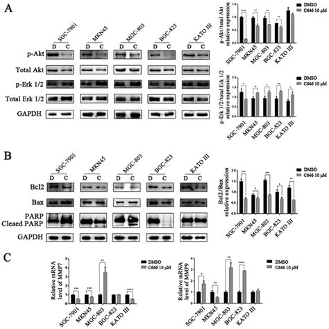 Histone Acetyltransferase P300 CBP Inhibitor C646 Blocks The Survival