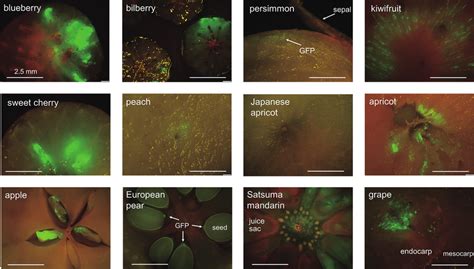 Transient GFP fluorescence in various fruits. GFP fluorescence was... | Download Scientific Diagram