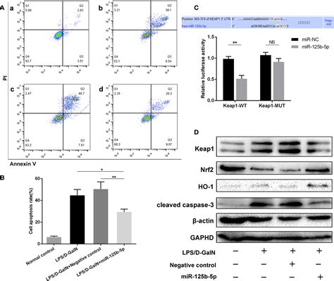 Frontiers Upregulation Of Microrna 125b 5p Alleviates Acute Liver