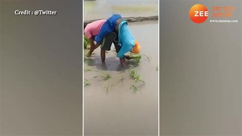 Farmer Transplanting Paddy With Faster Hand Than Machine Video Goes