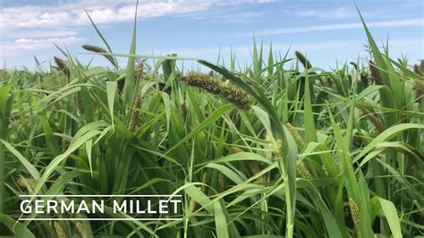 German Millet Youtube