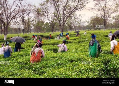 Women Workers Working In A Tea Plantation Busy Plucking Tea Leaves At