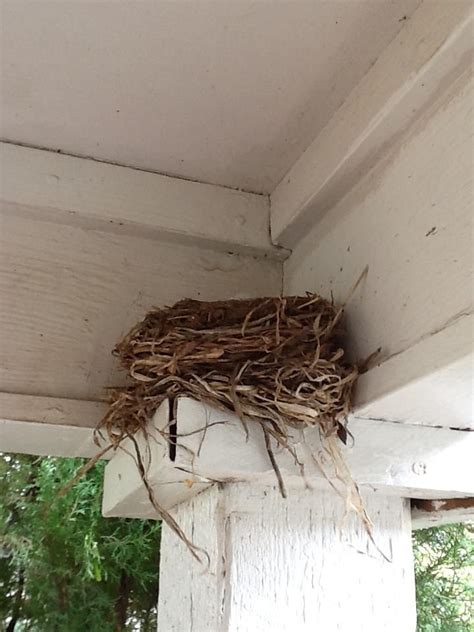 Pin By The Peculiar Victorian On Porch Garden Bird Nest Beautiful