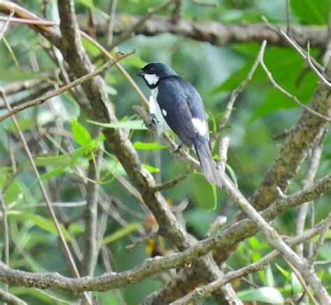 Corbatita Overo Sporophila Lineola Ecoregistros