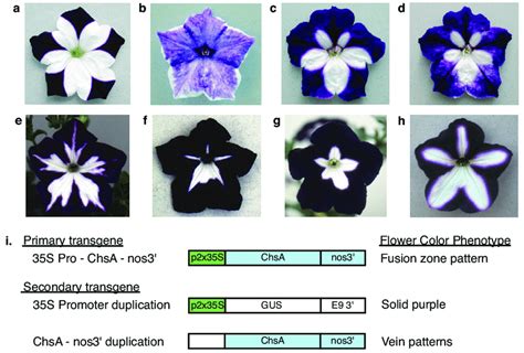 RNA Silencing By Chs Transgenes In Petunia Flowers A Sense