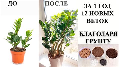 Идеальный грунт для замиокулькаса, секретный ингредиент поможет ...