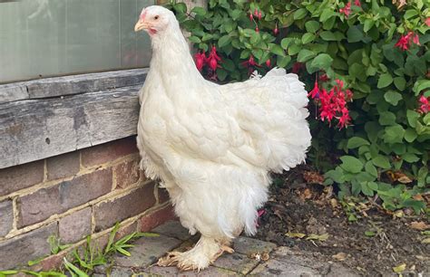 Cochin Chicken: Temperament, Care & Breed Info | Chicken Fans