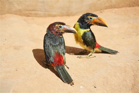 Kleines Tukan Blau Throated Toucanet Aulacorhynchus Prasinus Grüner