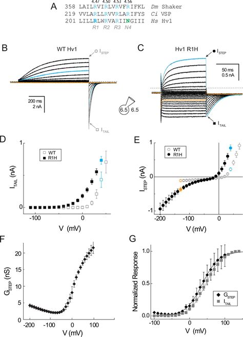 Figures And Data In Proton Currents Constrain Structural Models Of